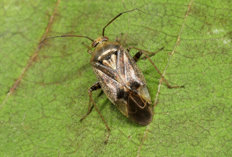 Miridae: Lygus rugulipennis e Pinalitus cervinus